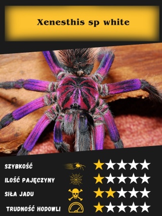 Xenesthis sp white lowland L1/2