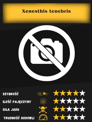 Xenesthis tenebris L2