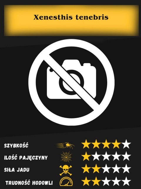 Xenesthis tenebris L2