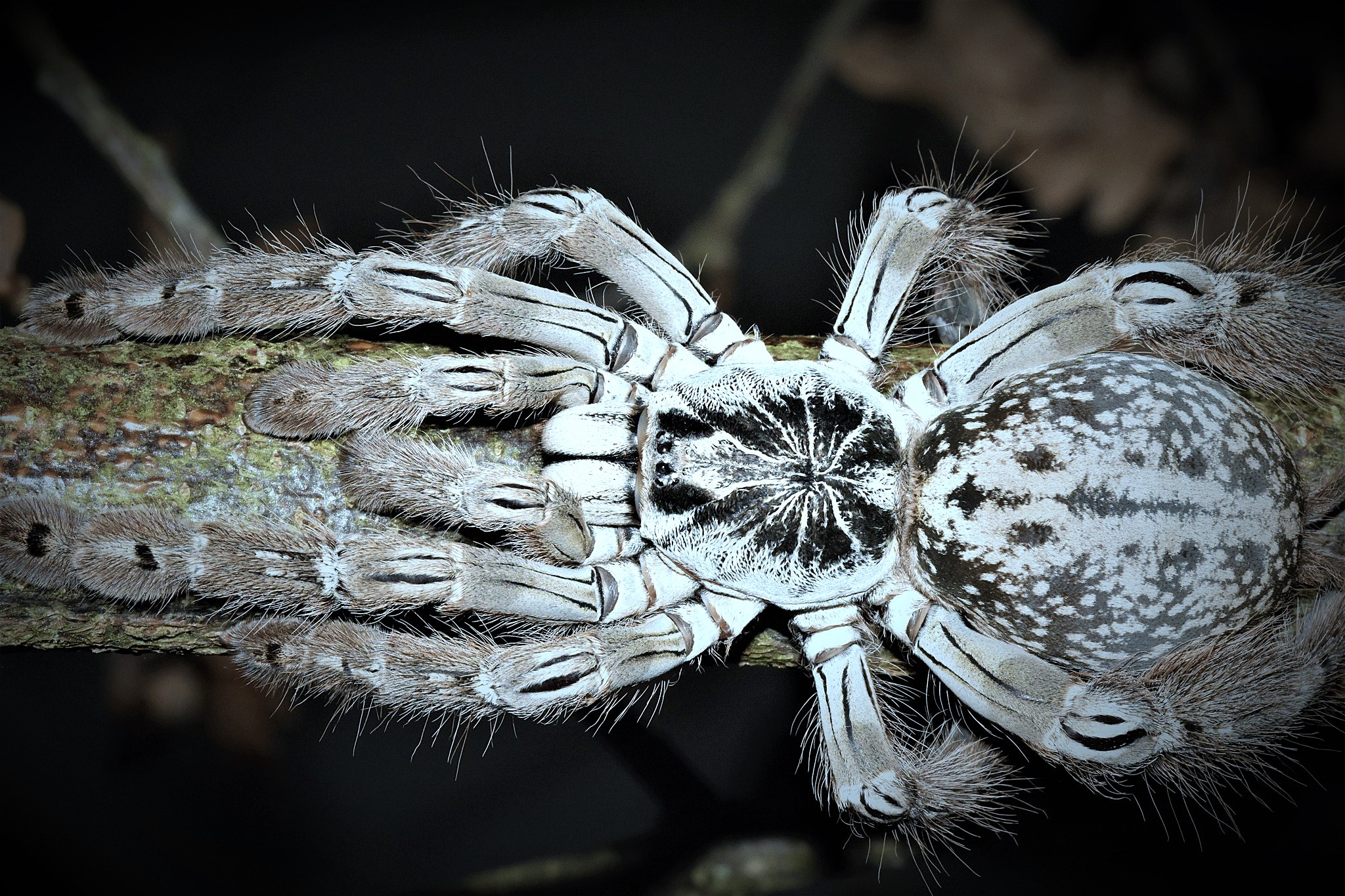 Heteroscodra maculata