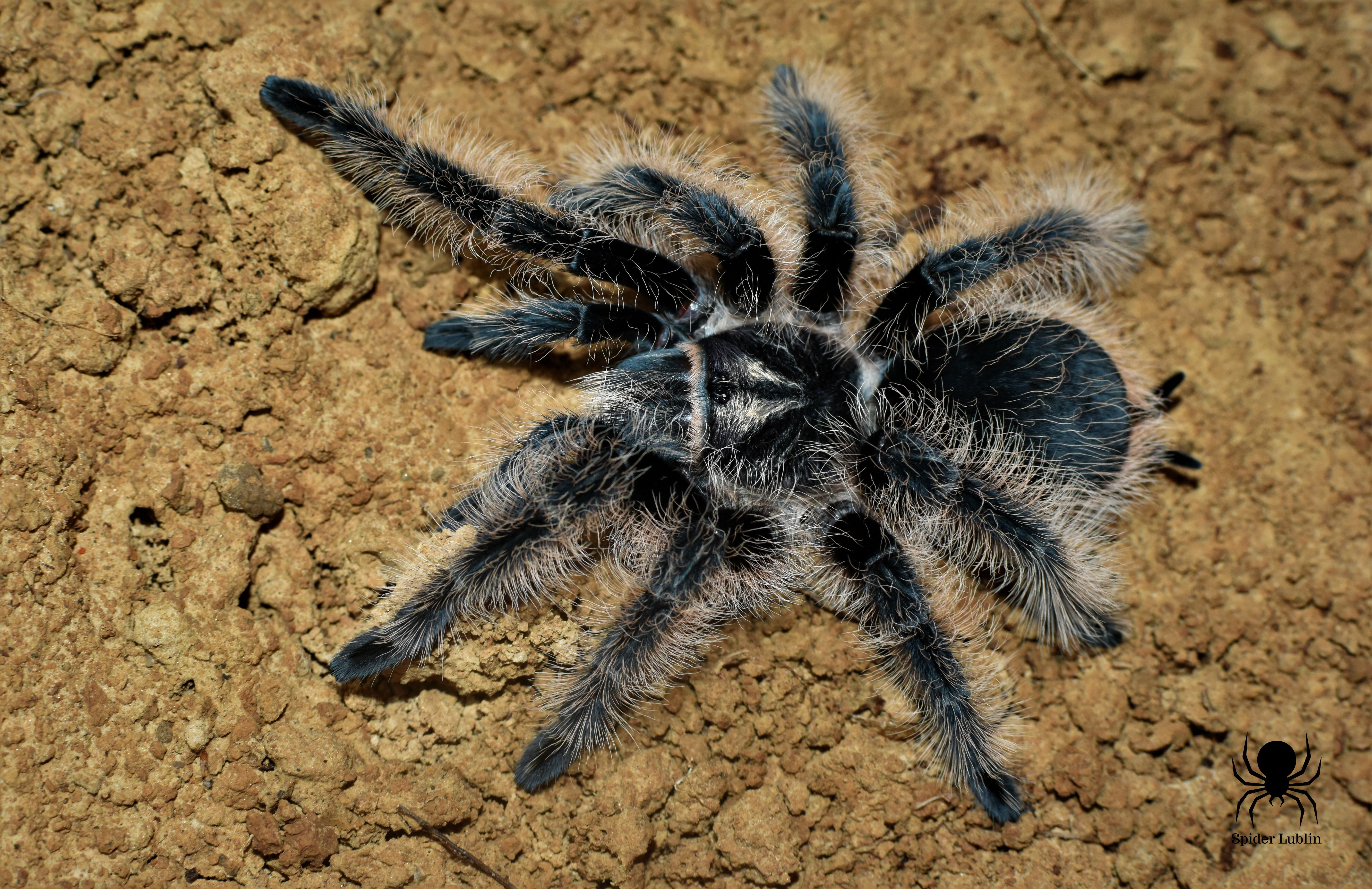 Tliltocatl albopilosus Nicaragua | Spider Lublin