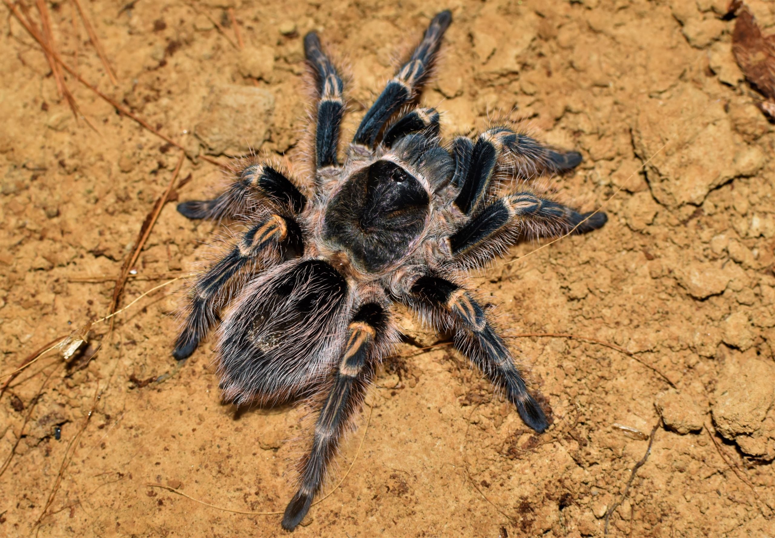 Grammostola pulchripes | Spider Lublin