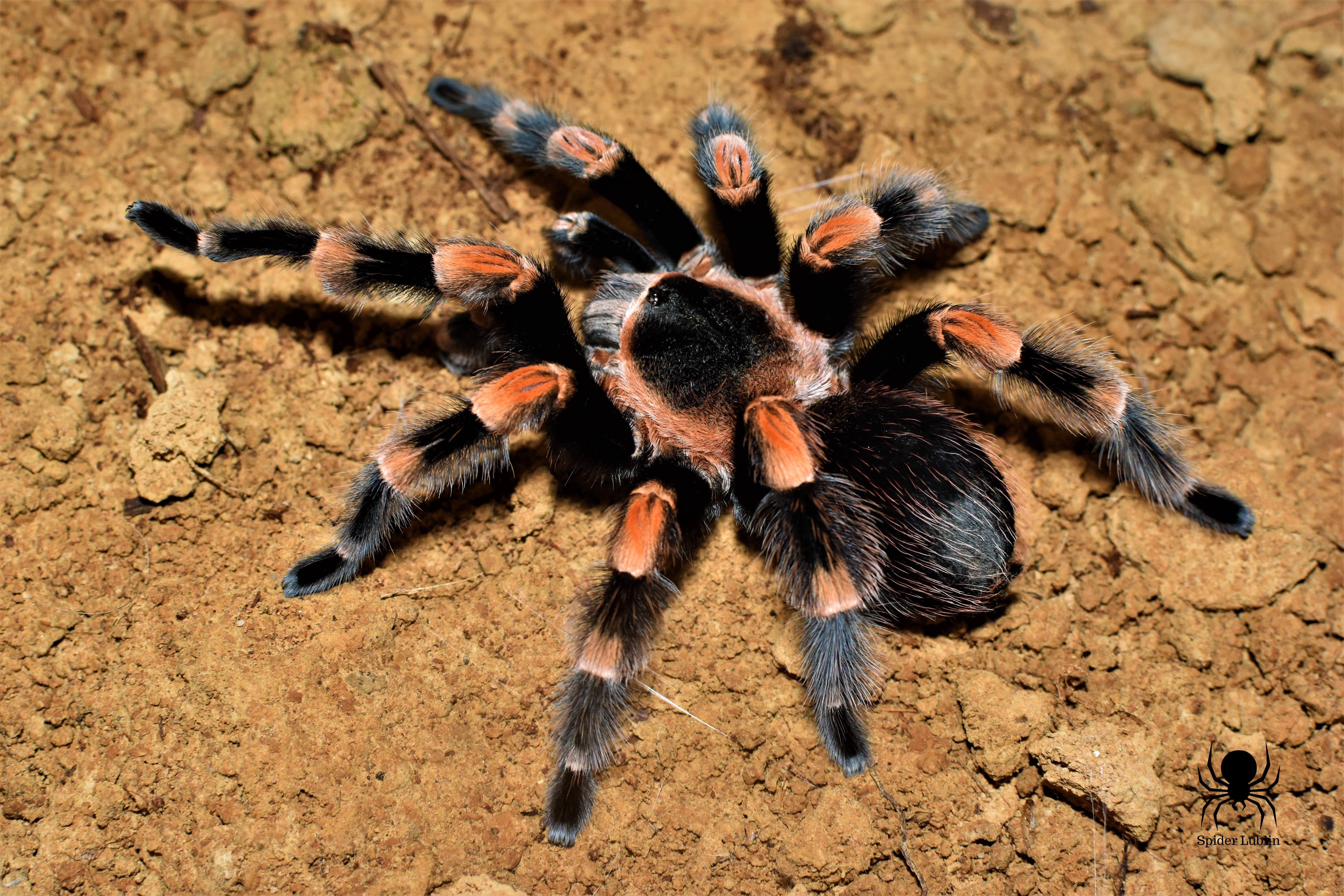 Brachypelma hamorii | Spider Lublin