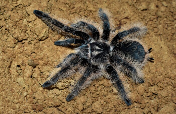 Tliltocatl Albopilosus "Nicaragua" L1/2 - Spider Lublin